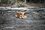 Fraser Island Dingo