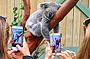 Koala close-ups